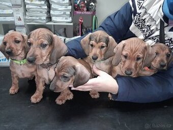 Jezevčík hladkosrstý standart - 1