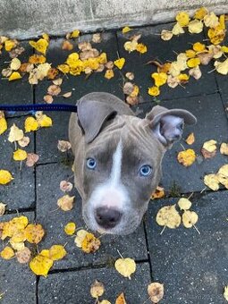 Daruji pejska Americký Staford