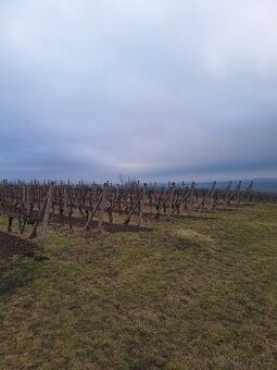 Prodej, pronájem vinohradu - 1