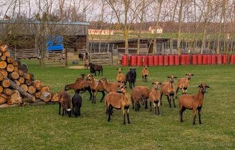 Prodám jehňečí maso-jehňata, beránky