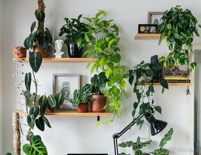 epipremnum aureum šplhavnice zlatá šplhavnik - 1