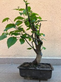 Bonsai, Bonsaj, jamadori, habr