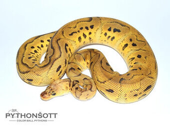 MLÁĎATA KRAJTY KRÁLOVSKÉ (Python regius)