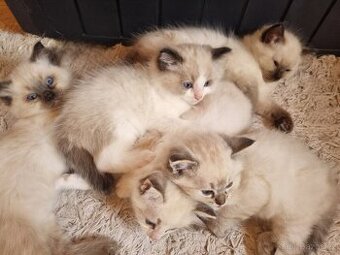 Ragdoll koťátka
