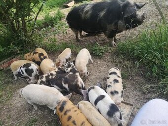 Prodej pastevních selat plemene KuneKune