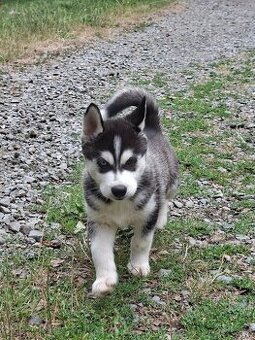 Sibiřský husky