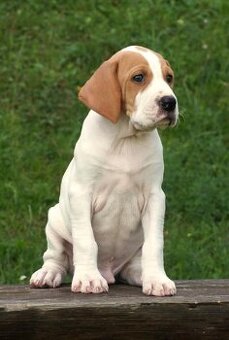 POINTER - pejsek s PP