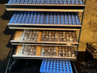 Křepelka násadová vejce