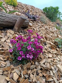 Mulčovací štěpka Modřín