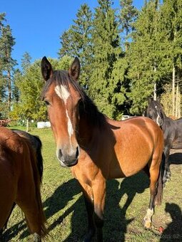 Wpbr pony