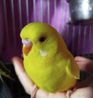 Andulka vlnkovaná, Andulky - lutino