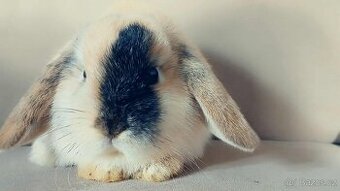 Volný Sameček - Anglický Zakrslý Beránek MiniLop🍑🧡🤍