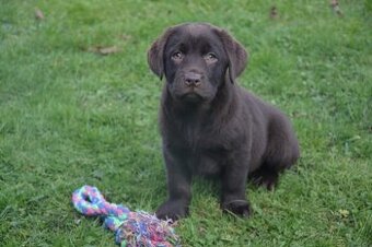 Labrador - holčičky