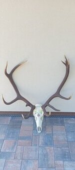 Trofej jelena, paroží