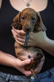 Jezevčíci, krátkosrstý - standard