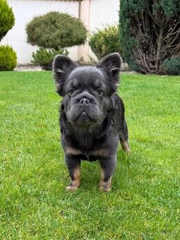 Francouzsky buldoček fluffy big rope pes a fenka