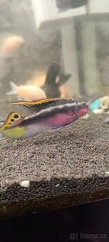 Pestřenec červený - 1