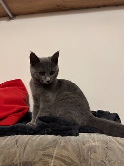 Přenechám do dobrých rukou kočičku