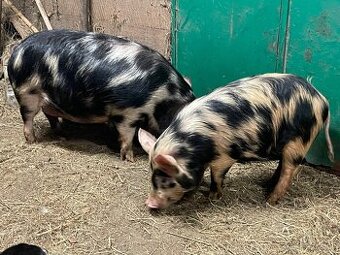 Prasnice 2ks Kune Kune staří 1rok /březi