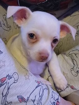 Krátkosrstá Čivava