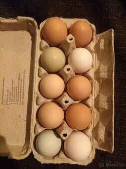Vajíčka domácí