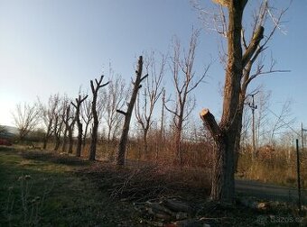 Rizikové kácení prořezávání stromů