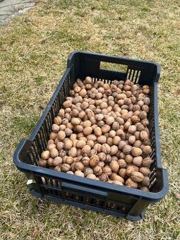 Vlašské ořechy 10 Kg