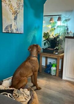 Terarium pro chameleona, terárium nové nepoužité bez vybaven