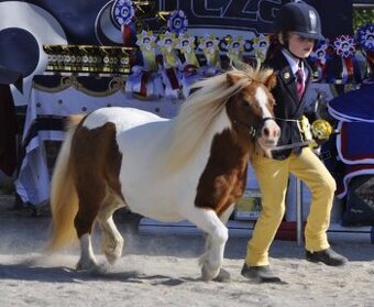 Top mini Shetland klisna