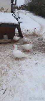 Kachna pižmová - kachny a kačeři - jen do chovu