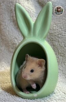 Křeček syrský s PP