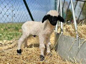 Walliserská černonosá ovce - beránek