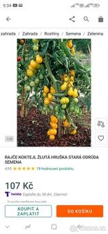 Sadba rajčat keříčková