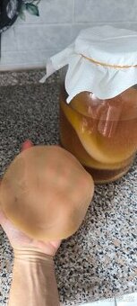 Čajova kombucha