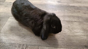 Daruji králíčka beránek, 4. měsíce, samička - 1