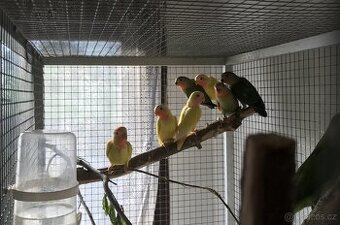 agapornis růžohrdlý