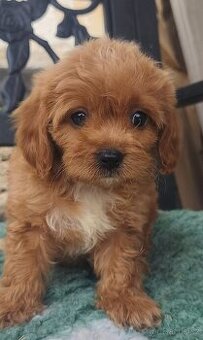 Cavapoo pudl kavalir