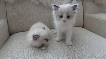 ragdoll,radgoll,kotata