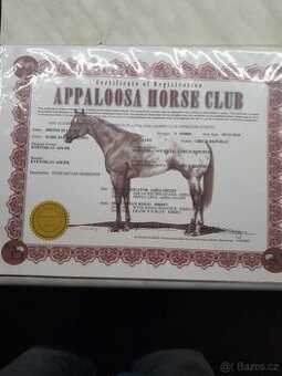 Appaloosa