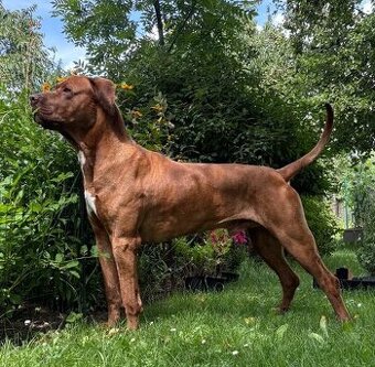 ridgeback + bandog