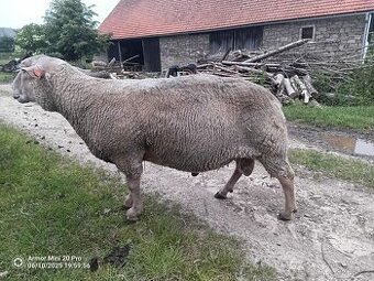 Prodám plemenného berana Charollais - 1