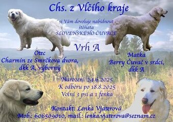 Slovenský čuvač