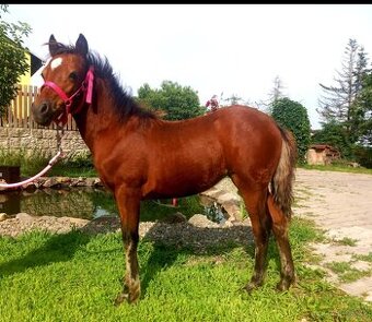 Zadám klisničku WPB