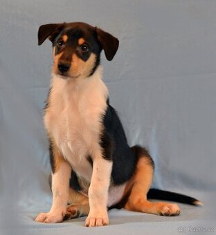 Krátkosrstá kolie s PP štěně - trikolorní pejsek