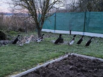 Prodám indické běžce – 4 měsíce staré