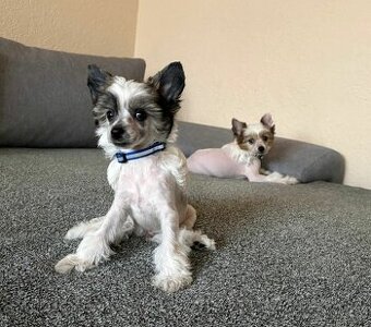 Čínský chocholatý pes