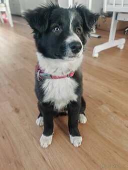 Border kolie fenka "Meggie"
