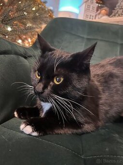 Hledáme kocoura krytí pro naši kočku