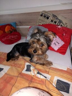 Jorkšírský teriér