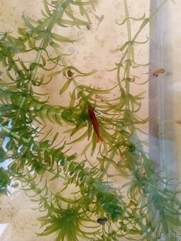 VÁNOČNÍ AKCE - KREVETKY 3 - 4.000 KS - ČTĚTE